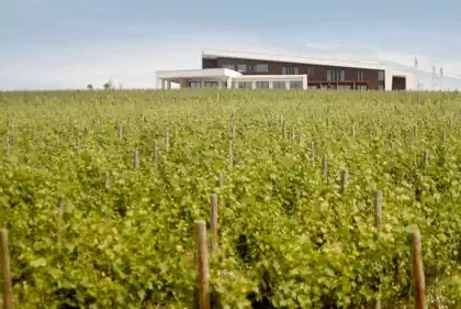 Wineyards by spectacular slanted modern cantilevered roof Temet winery building in wood in Serbia
