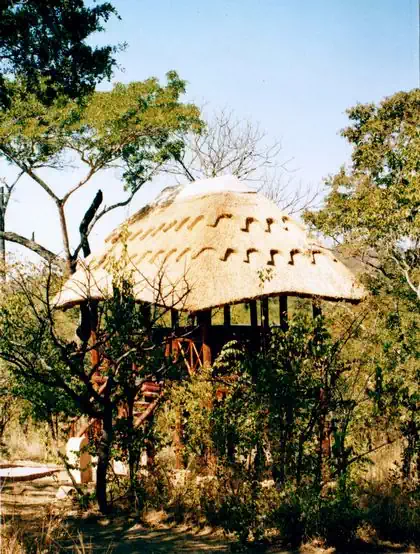 Wooden gumpole internal structure carrying thatched roof. Earthy and organic interior design by Harare based architect 